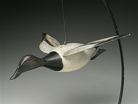 Extremely rare full size flying canvasback drake