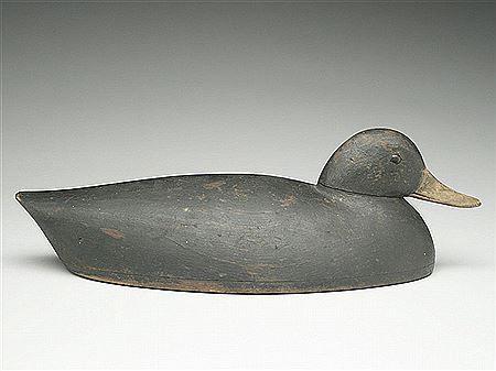 Lowhead black duck
