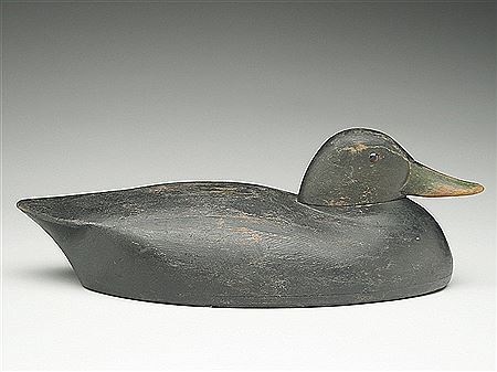 Lowhead black duck