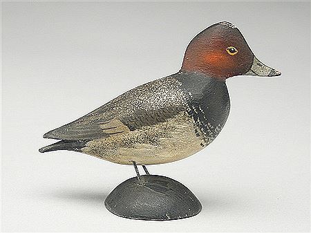 Miniature redhead drake