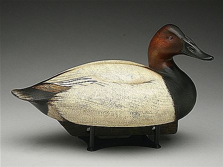 Canvasback drake