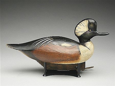 Hooded merganser drake