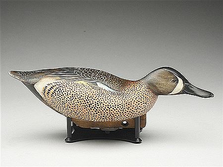 Bluewing teal drake