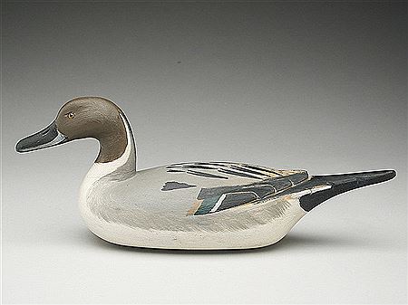 Pintail drake