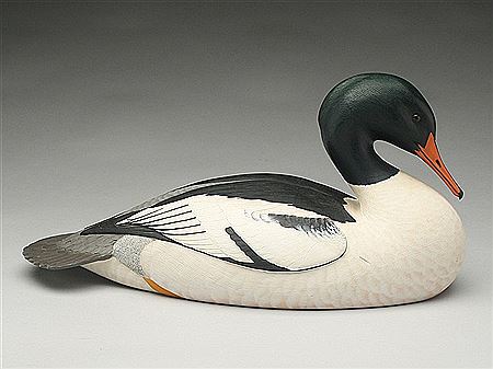 Exceptional breast preening American merganser drake