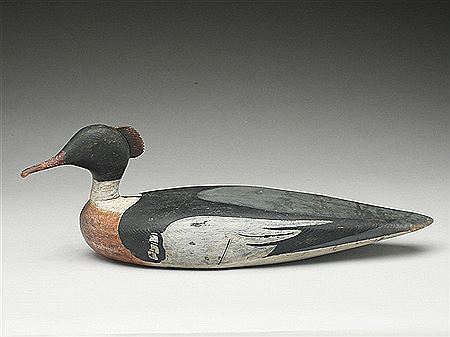 Classic merganser drake