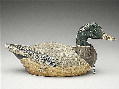 Mallard drake