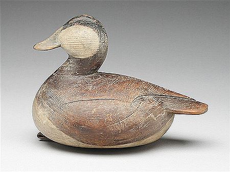 Ruddy duck