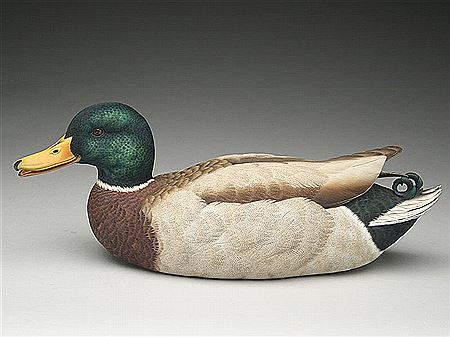 Exceptional mallard drake