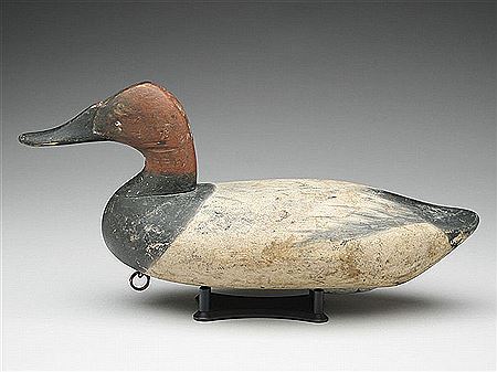 Canvasbacks drake