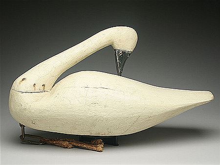 Preening swan