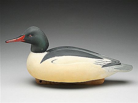 Large American merganser drake