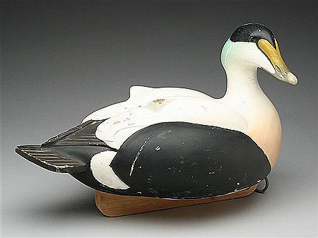 Oversize eider drake
