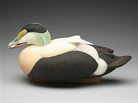 Eider drake with mussel in mouth