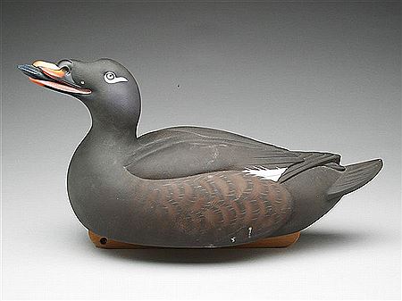 Oversize scoter with mussel in mouth