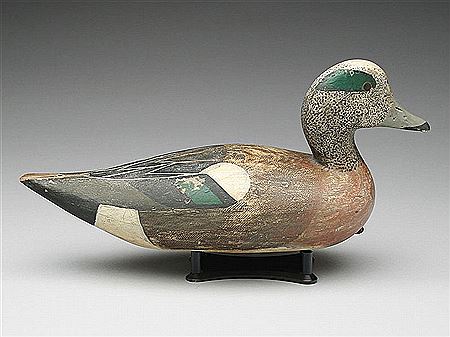 Widgeon drake