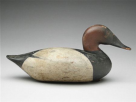 Exceptional and very rare canvasback drake