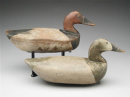 Canvasback hen and drake