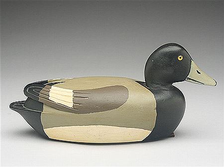 Rare bluebill drake