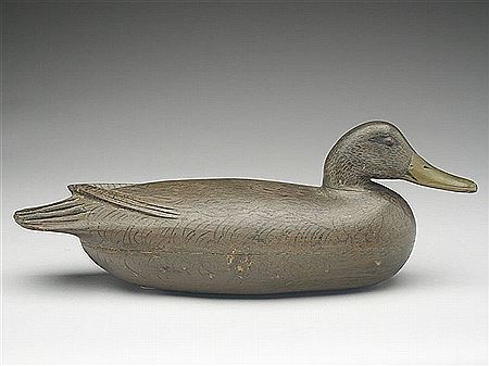 Rare mallard hen