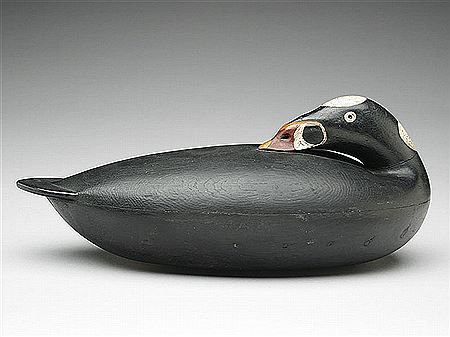 Important preening scoter
