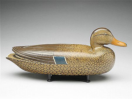 Mallard hen