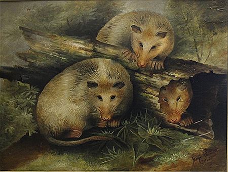POSSUMS IN, ON, AND UNDER LOG IN FOREST
