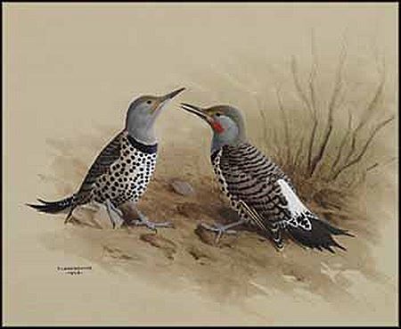 Red-Shafted Flicker by James Fenwick Lansdowne - Auction record, sale price, and art valuation. Compare with similar artists and explore comparable artworks.