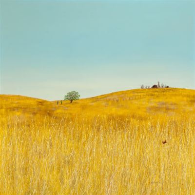 Landscape with Wheat