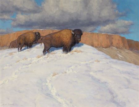 Canyon Buffalo