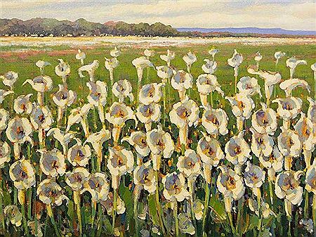 Arum Lillies