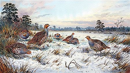 A Covey of Partridges in Winter