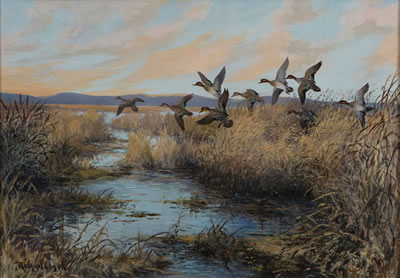 Currituck Teal'