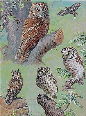 A study of owls