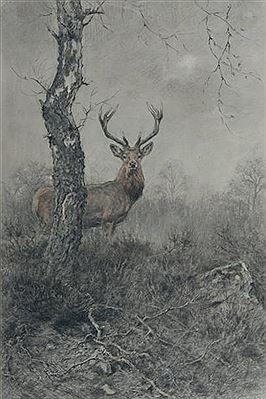 Cerf au clair de lune