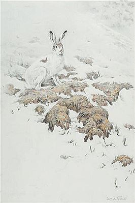Lièvre variable dans la neige