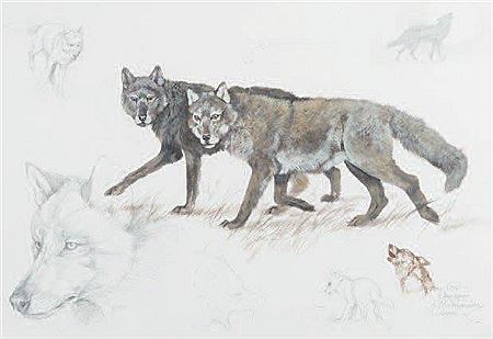 Etude de loup