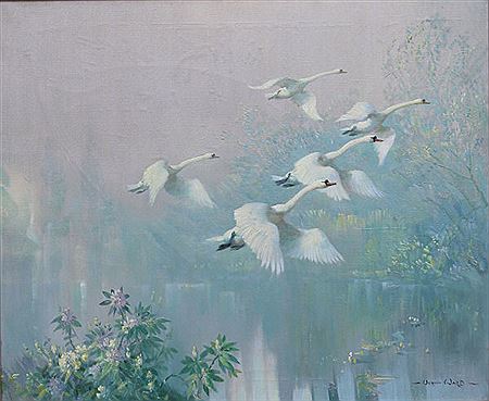 Swans alighting from river
