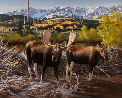 Moose