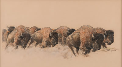 Stampeding Buffaloes