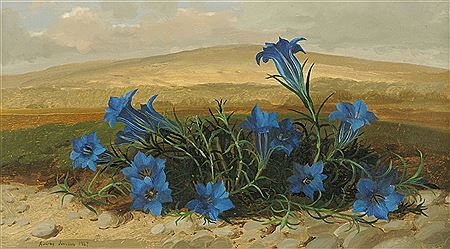 "Gentians Growing in The Lake District".