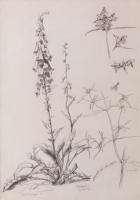 Deux dessins représentant des plantes. (2)