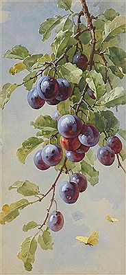 'Plums'