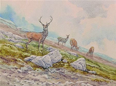 Deer on a Hillside