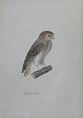 CHOUETTE ECHASSE (OWL) STRIX GRALLARIA