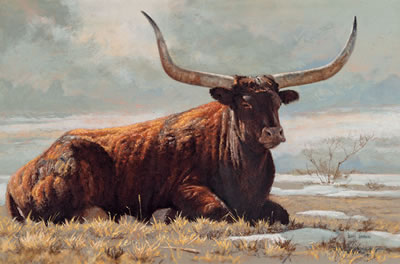 Longhorn