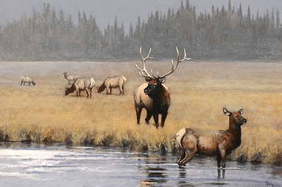 Elk on a River