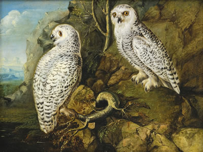 TWO FEMALE SNOWY OWLS IN A MOUNTAINOUS LANDSCAPE