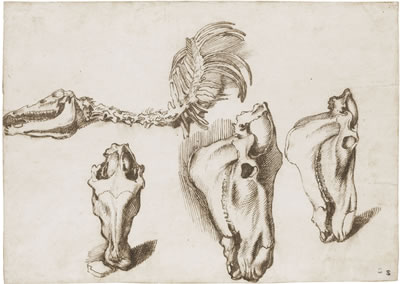 STUDIES OF THE SKELETON AND SKULL OF A HORSE