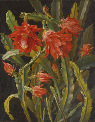 CHRISTMAS CACTUS